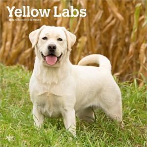 BrownTrout Yellow Labs