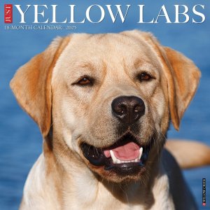 WillowCreek JUST Yellow Labs