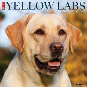 WillowCreek JUST Yellow Labs