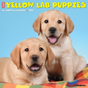 WillowCreek　イエローラブ【パピー】 カレンダー　JUST Yellow Lab Puppies