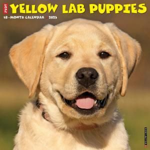 WillowCreek֡ڥѥԡ JUST Yellow Lab Puppies