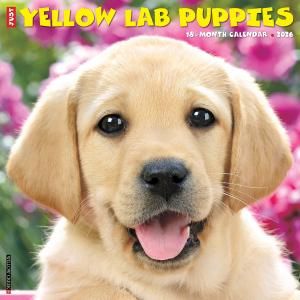 WillowCreek֡ڥѥԡ JUST Yellow Lab Puppies