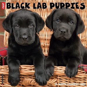 WillowCreek　ブラックラブ【パピー】 カレンダー　JUST BLACK LAB PUPPIES