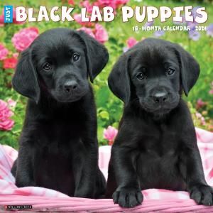 WillowCreek֥å֡ڥѥԡ JUST BLACK LAB PUPPIES