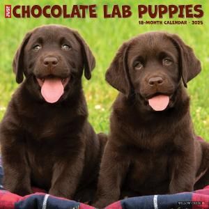 WillowCreek祳֡ڥѥԡ JUST CHOCOLATE LAB PUPPIES