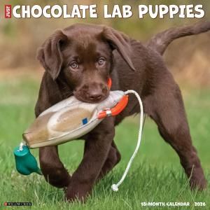 WillowCreek祳֡ڥѥԡ JUST CHOCOLATE LAB PUPPIES