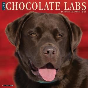 ラブラドールチョコレート色(チョコラブ)の子犬メス、生後7週間