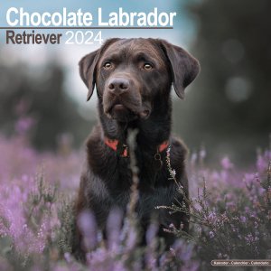 Avonside　チョコラブ カレンダー　Chocolate Labrador Retriever