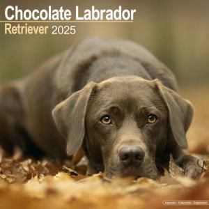 Avonside祳 Chocolate Labrador Retriever