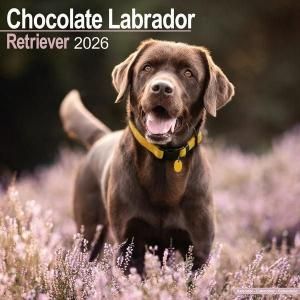 Avonside祳 Chocolate Labrador Retriever