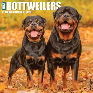 WillowCreekåȥ磻顼 JUST Rottweilers