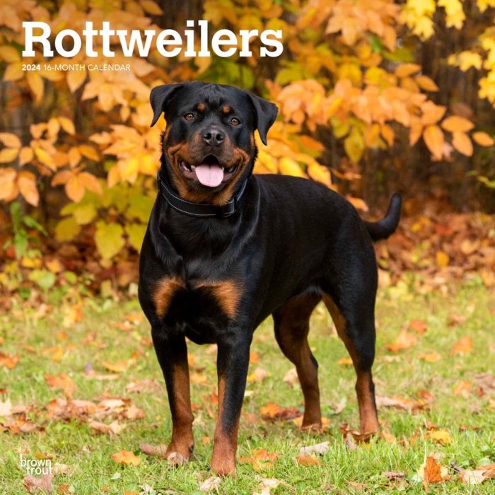 BrownTrout　ロットワイラー カレンダー　Rottweilers - スマイルドッグ★アメリカ直輸入犬用品専門店