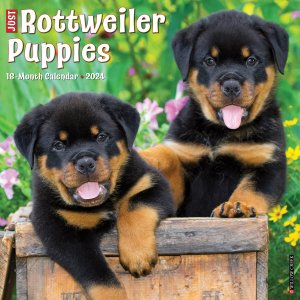 WillowCreek　ロットワイラー【パピー】 カレンダー JUST Rottweiler Puppies