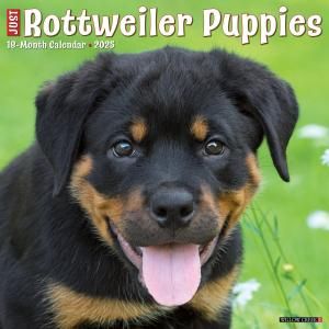 WillowCreekåȥ磻顼ڥѥԡ  JUST Rottweiler Puppies