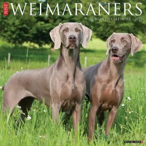 WillowCreek磻ޥʡ JUST Weimaraners