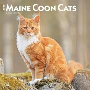 ᥤ󥯡 Browntrout Maine Coon Cats