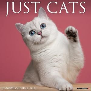 JUST CATS  Willow creek
