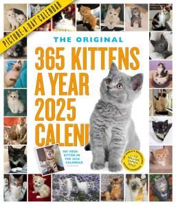 365 Kittens a year ᤯ꥫ