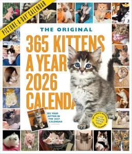 365 Kittens a year ᤯ꥫ