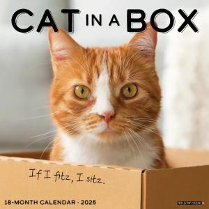 Cat in a Box  Willowcreek