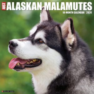 Willow Creek アラスカンマラミュート カレンダー　JUST Alaskan Malamutes