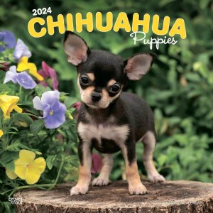 BrownTrout　チワワ【パピー】 カレンダー --- Chihuahua Puppies