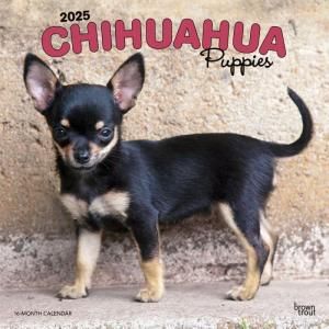 BrownTroutڥѥԡ  --- Chihuahua Puppies