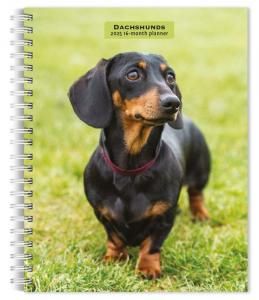 ᤯ꥹ塼ĢåեɡBrowntrout Engagement Calendar