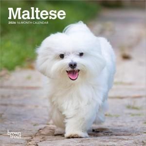 【くるくる】ハンドメイド マルチーズ 10/5 マルチーズ - スマイルドッグ☆アメリカ直輸入犬用品専門店