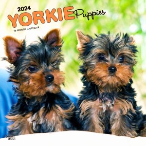 BrownTrout　ヨーキー【パピー】 カレンダー　Yorkshire Terrier Puppies