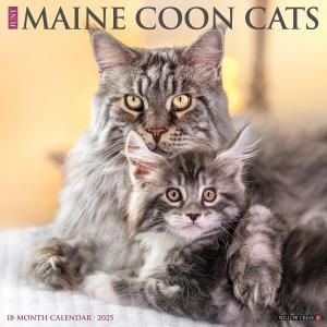 ᥤ󥯡 JUST Maine Coon Cats