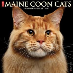 ᥤ󥯡 JUST Maine Coon Cats