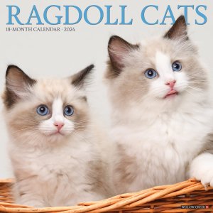 饰ɡ Willowcreek Ragdoll Cats
