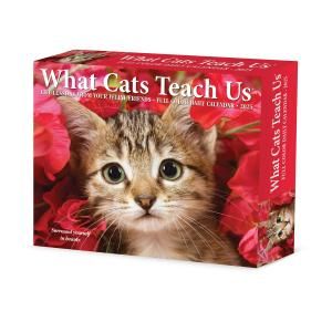 ᤯ꥫWhat Cats Teach UsWillow Creek 