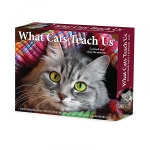 ᤯ꥫWhat Cats Teach UsWillow Creek 