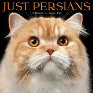 JUST Persians  Willowcreek