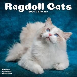 Ragdoll Cats 饰ɡ륫 Avonside