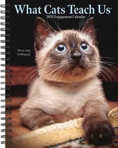 ᤯ꥹ塼ĢWhat Cats Teach Us