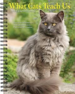 ᤯ꥹ塼ĢWhat Cats Teach Us