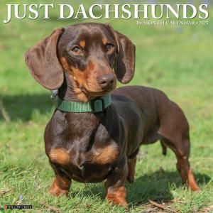 WillowCreekåե JUST Dachshund
