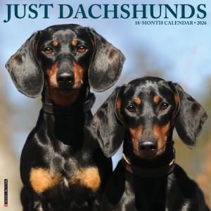 WillowCreekåե JUST Dachshund