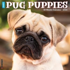 WillowCreekѥѥԡJUST PUG Puppies