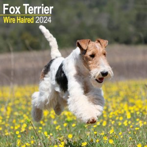 Avonside磻䡼եåƥꥢ wire haired Fox terrier