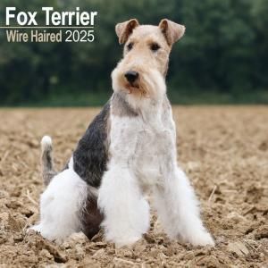 Avonside磻䡼եåƥꥢ wire haired Fox terrier