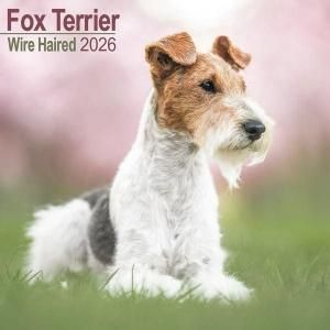 Avonside ワイヤーフォックステリア カレンダー wire haired Fox terrier
