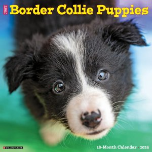 WillowCreek　ボーダーコリーパピーカレンダー　JUST BORDER COLLIE　Puppies