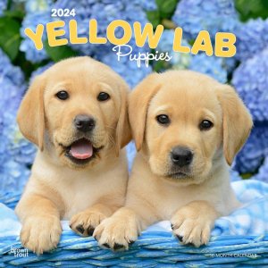 BrownTrout֥ѥԡ Yellow Lab puppies