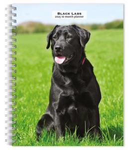 ᤯ꥹ塼Ģ֥å֡black lab
