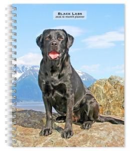 ᤯ꥹ塼Ģ֥å֡black lab