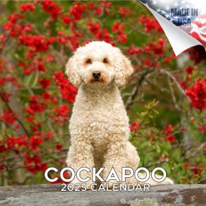 Browntrout åס Cockapoo